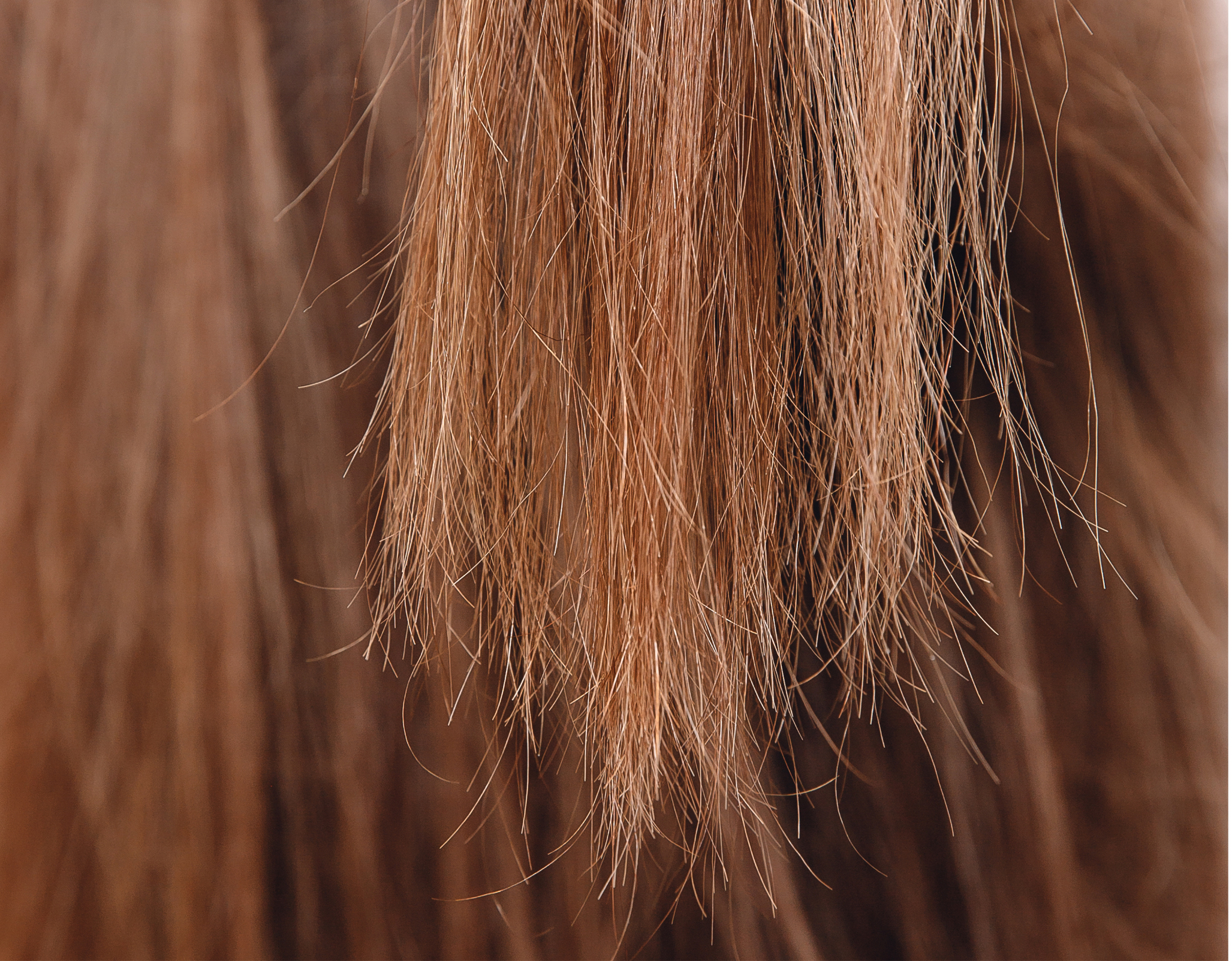 DRYHAIR-MANE-N-TAIL-MIN